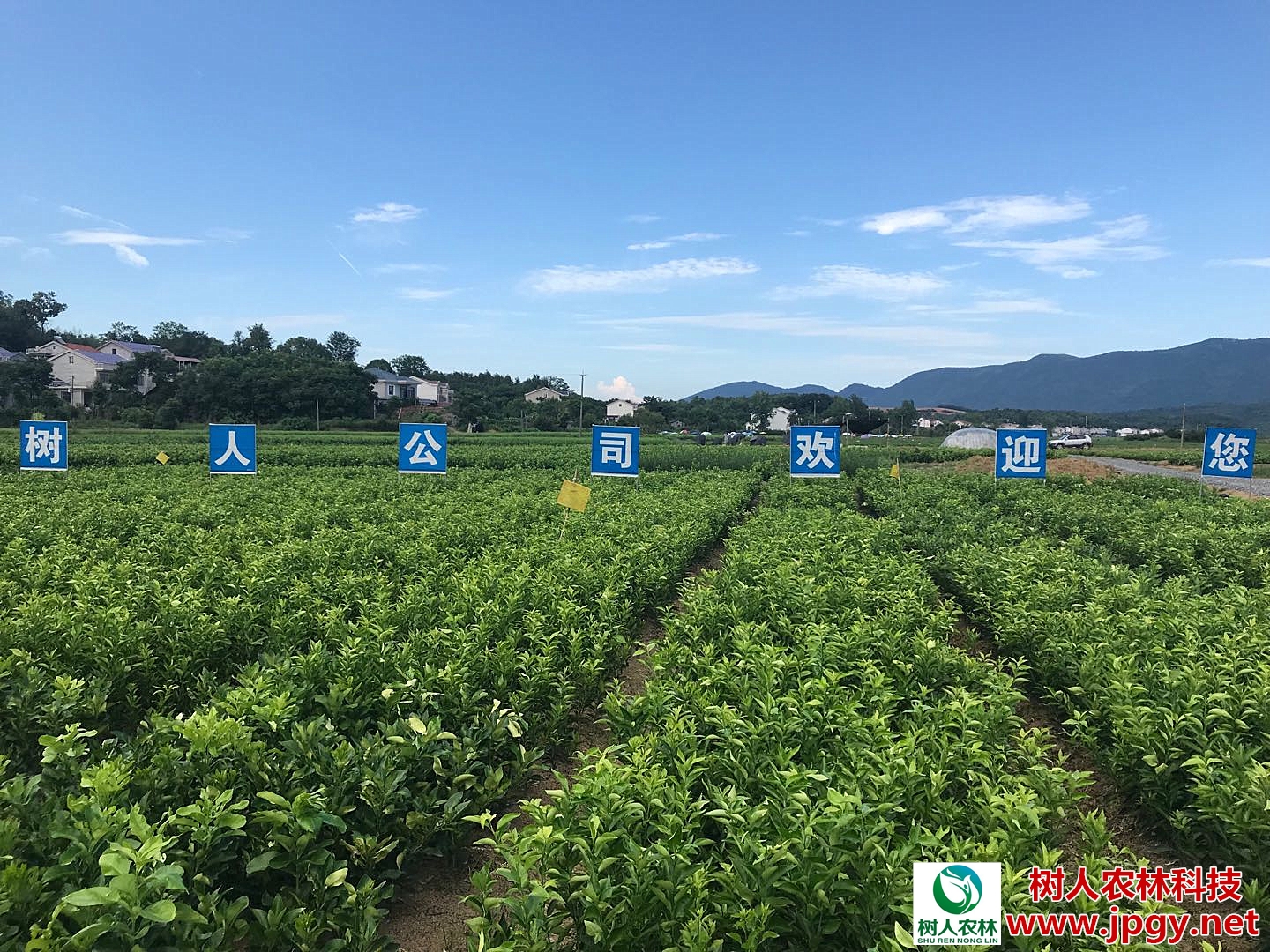 經歷2018年市場寒冬洗禮，未來柑橘產業誰主沉??？