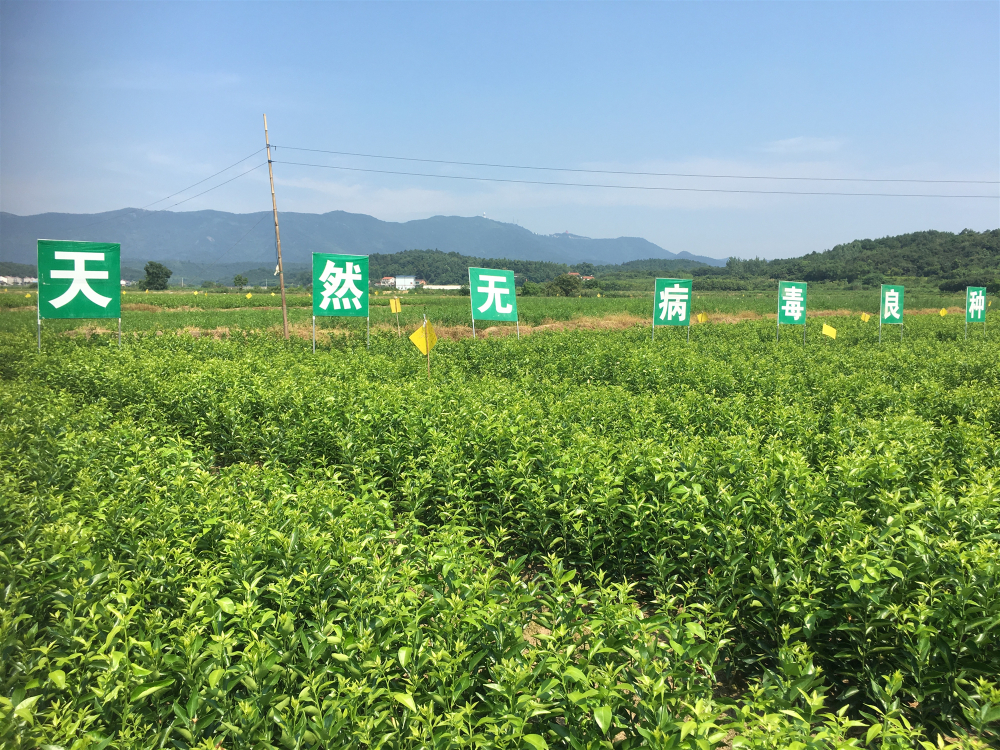 十月小陽春，栽苗好季節