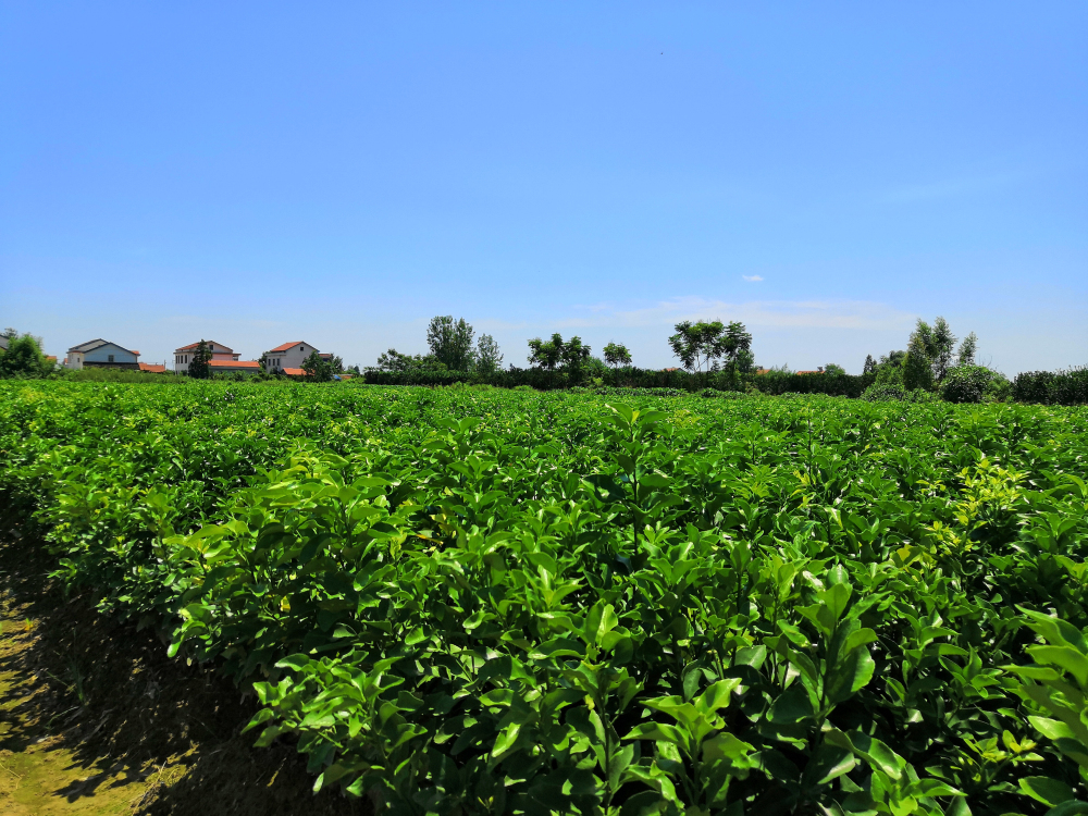 柳傳志首次披露聯想農業投資路線圖