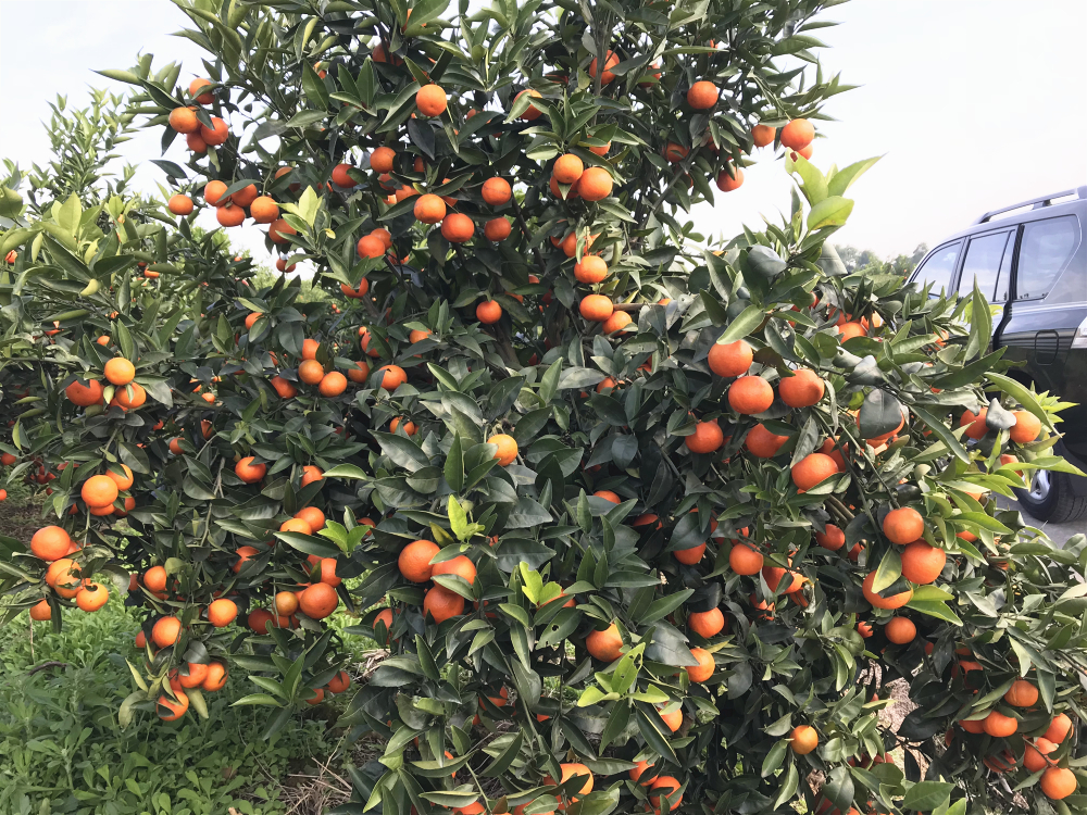 柑桔優質高產栽培技術