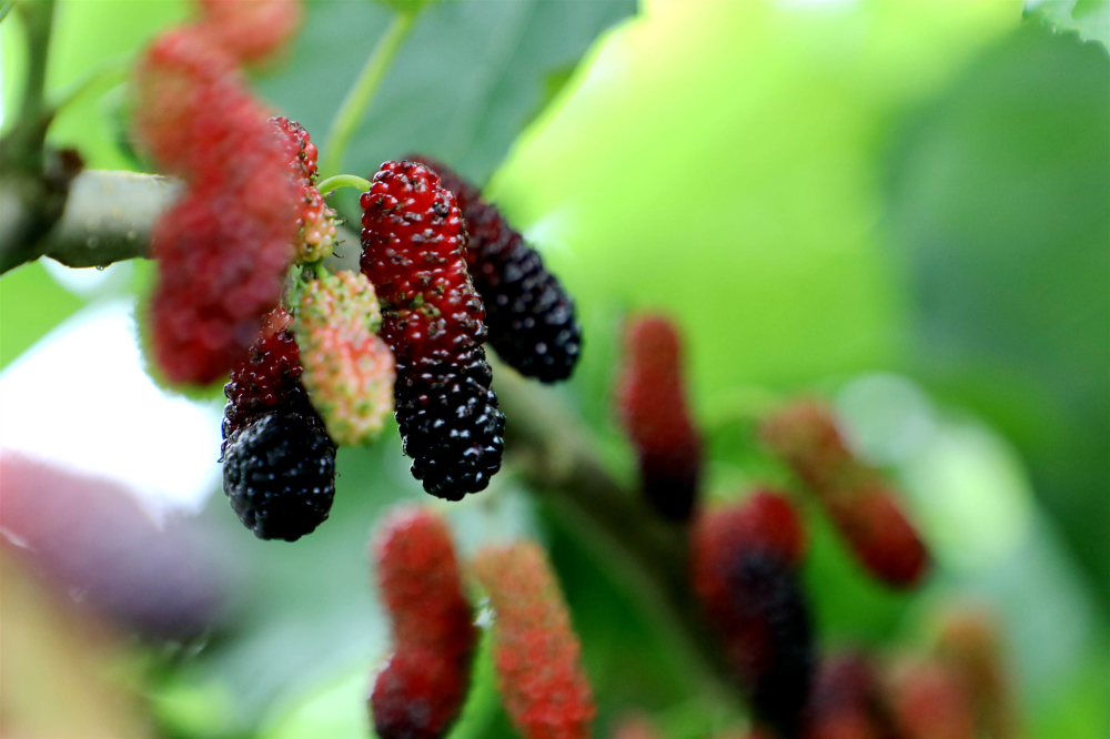 果桑栽培技術(shù)