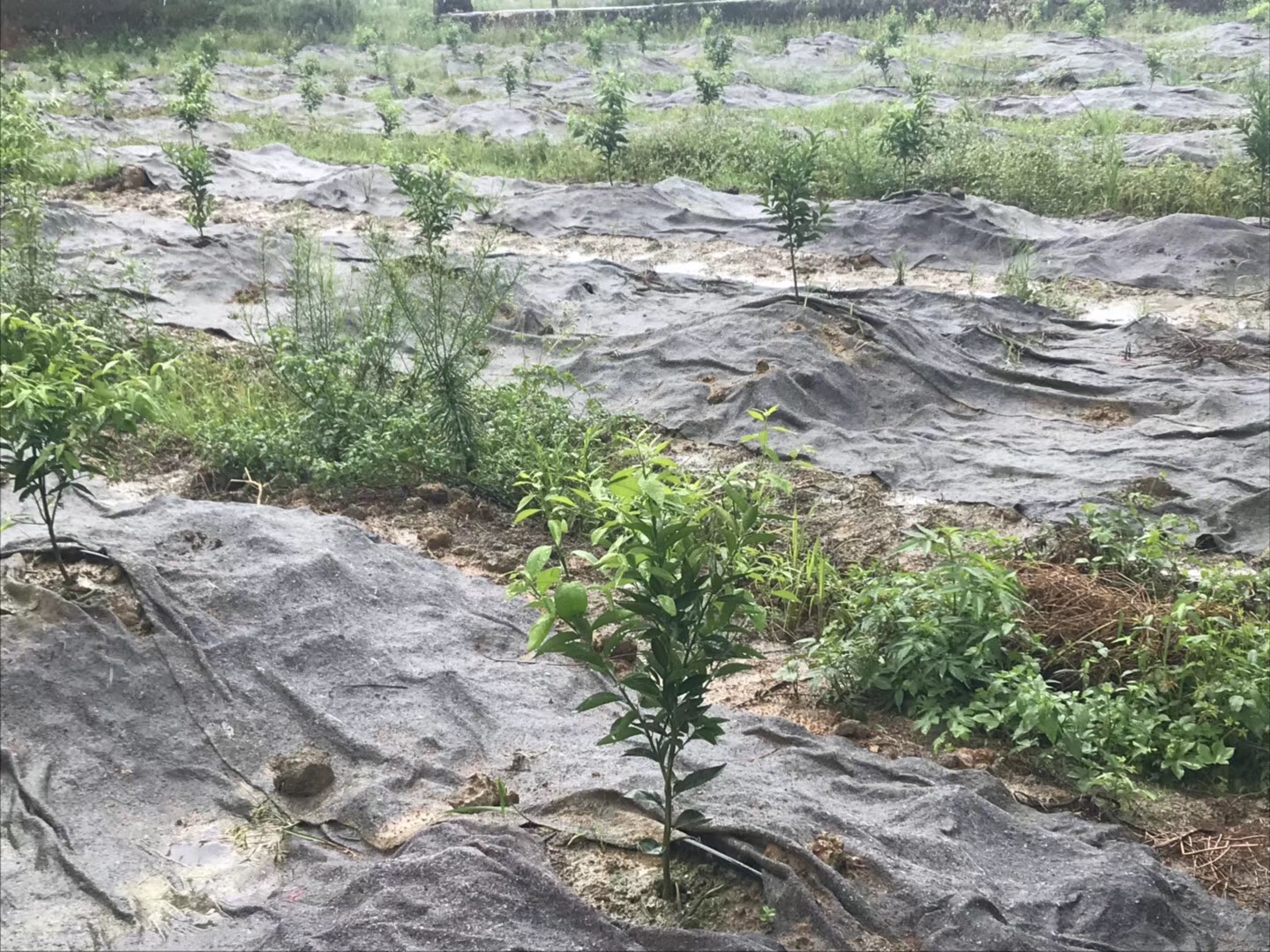 全國以水果為抵押物的金融產品試點