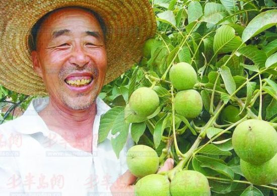 退休教師成核桃專家 發(fā)展立體種植年入近百萬(wàn)