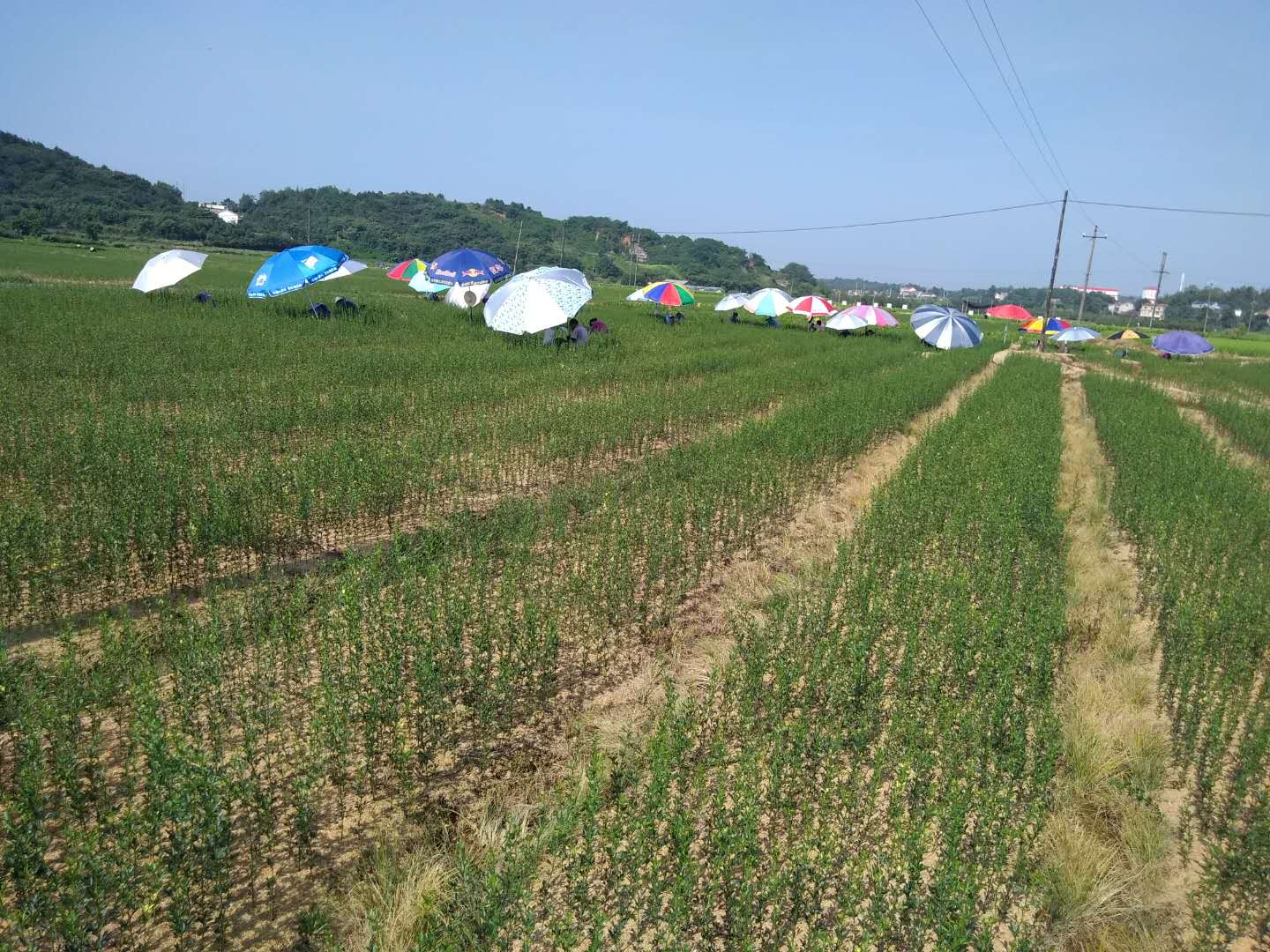 民間資本轉向農業，成為投資新趨勢