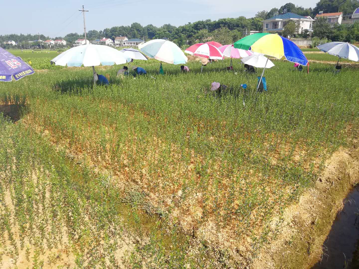 考生放棄本科讀專科 觀光農業專業悄然走紅