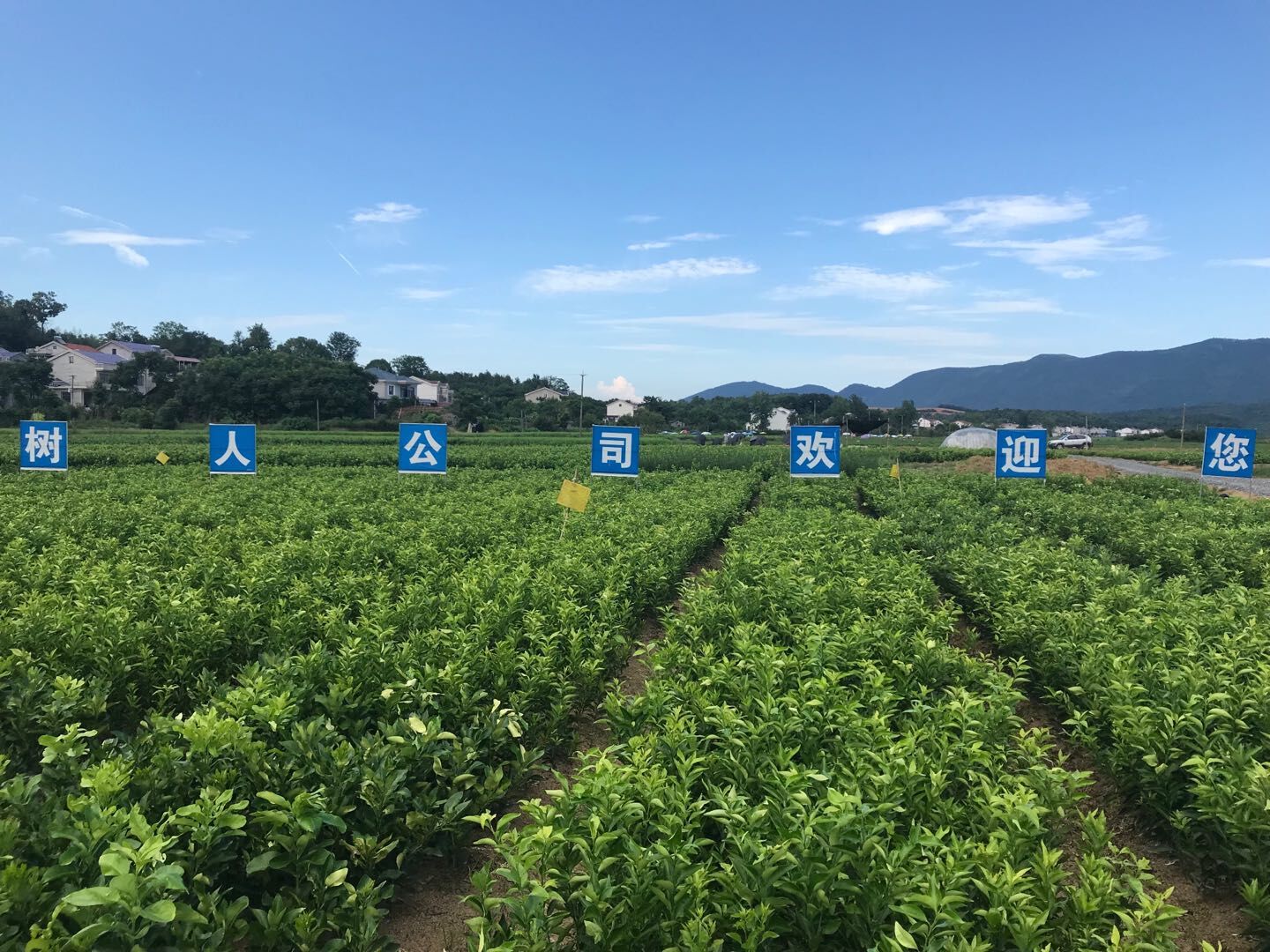 國內綠化觀賞苗木行業的現狀分析