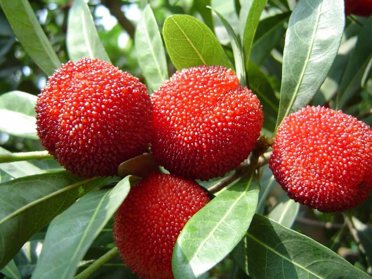 楊梅栽培的園地選擇與規劃