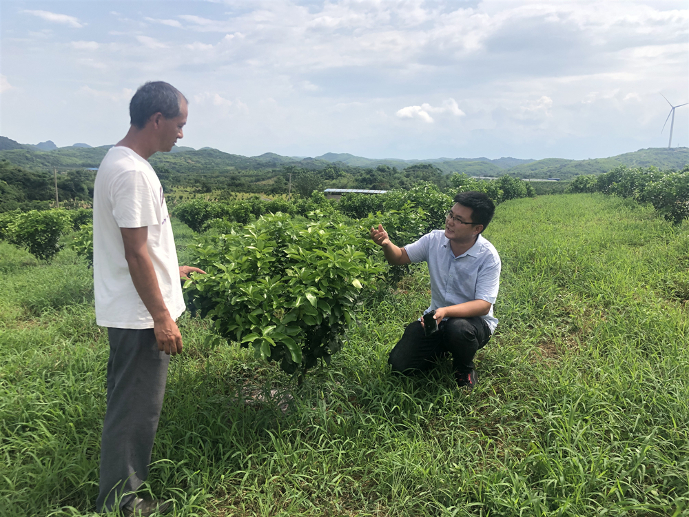 柑橘秋梢管理方案