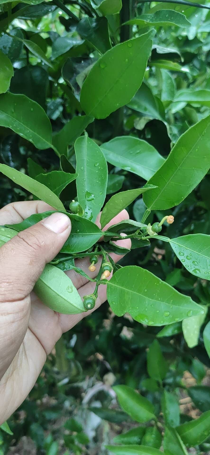 柑橘5月核心管理技術