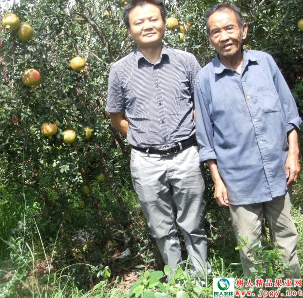 湖南樹人農林科技有限公司,湖南柑橘品種銷售,中國果樹網,常綠果樹類哪里好