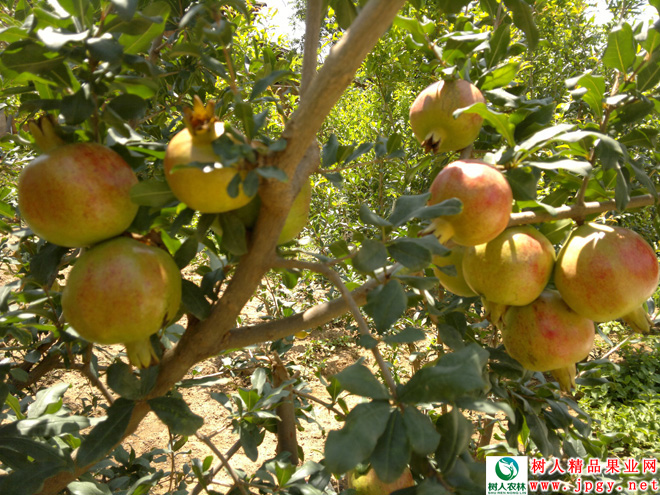 湖南樹人農林科技有限公司,湖南柑橘品種銷售,中國果樹網,常綠果樹類哪里好