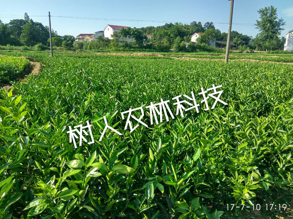 湖南樹人農林科技有限公司,湖南柑橘品種銷售,中國果樹網,常綠果樹類哪里好