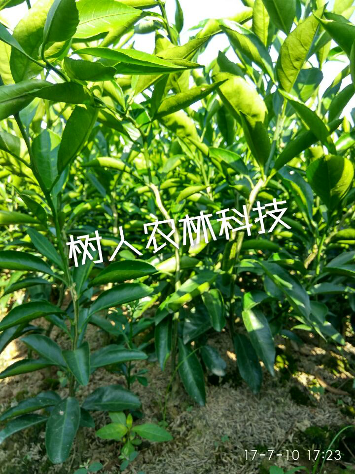 湖南樹人農林科技有限公司,湖南柑橘品種銷售,中國果樹網,常綠果樹類哪里好