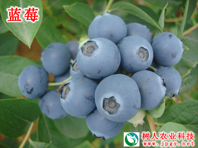 湖南樹人農林科技有限公司,湖南柑橘品種銷售,中國果樹網,常綠果樹類哪里好