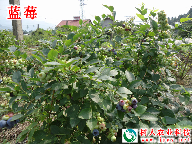 湖南樹人農林科技有限公司,湖南柑橘品種銷售,中國果樹網,常綠果樹類哪里好