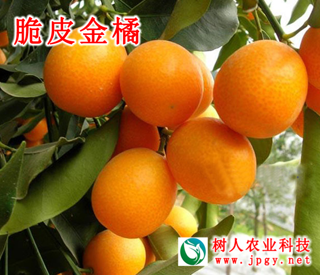 特種栽培技術(shù)