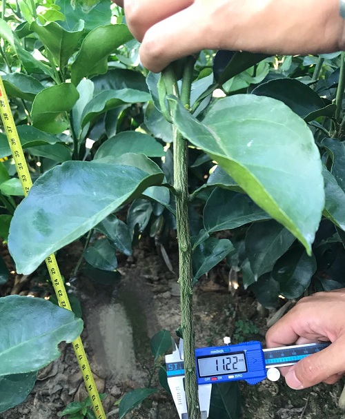 彩色油菜花的研究與開發(fā)推廣