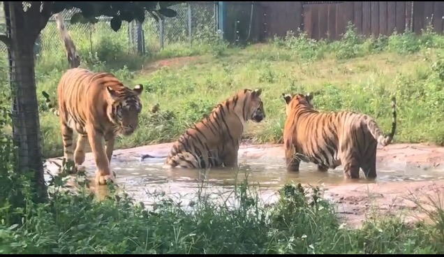 彩色油菜花的研究與開發推廣