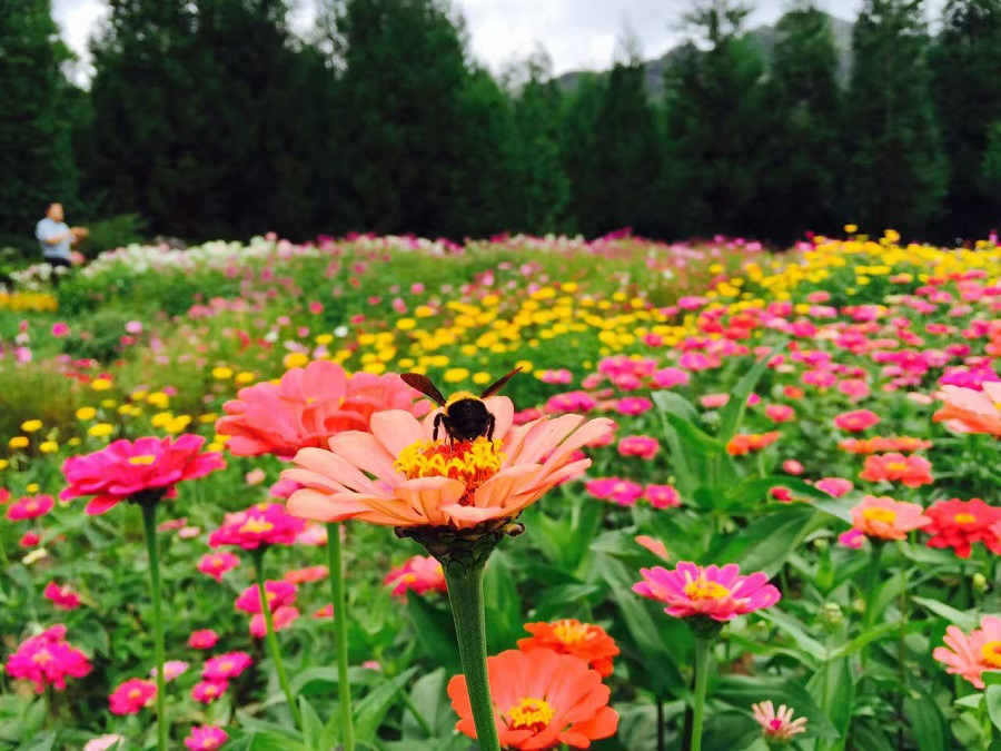 彩色油菜花的研究與開發(fā)推廣