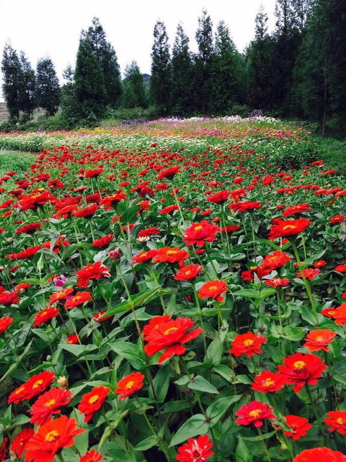 彩色油菜花的研究與開發(fā)推廣