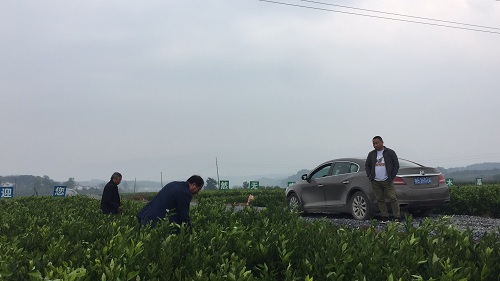 彩色油菜花的研究與開發推廣
