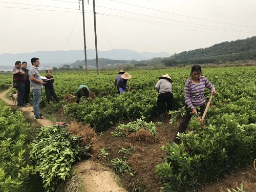 彩色油菜花的研究與開發推廣