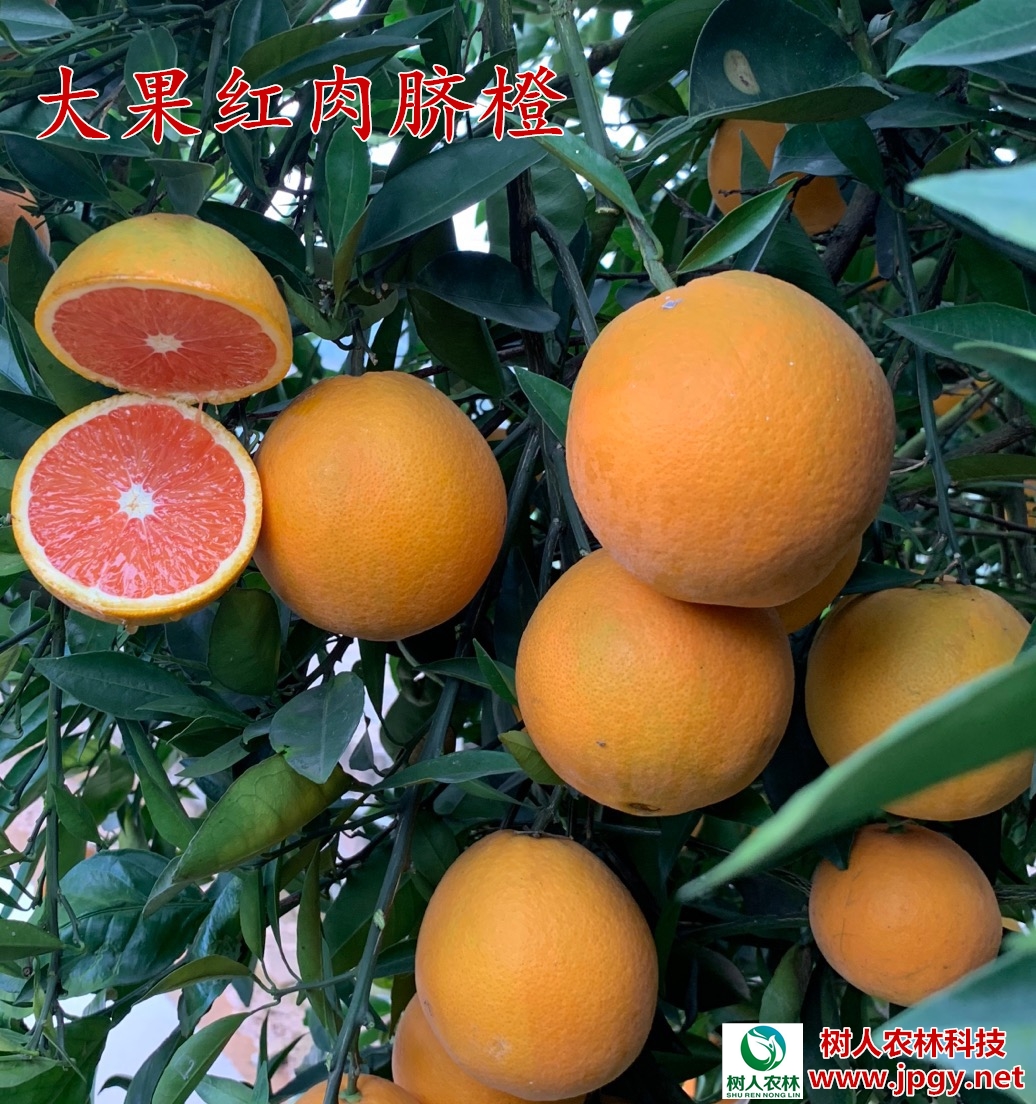 湖南樹人農林科技有限公司,湖南柑橘品種銷售,中國果樹網,常綠果樹類哪里好