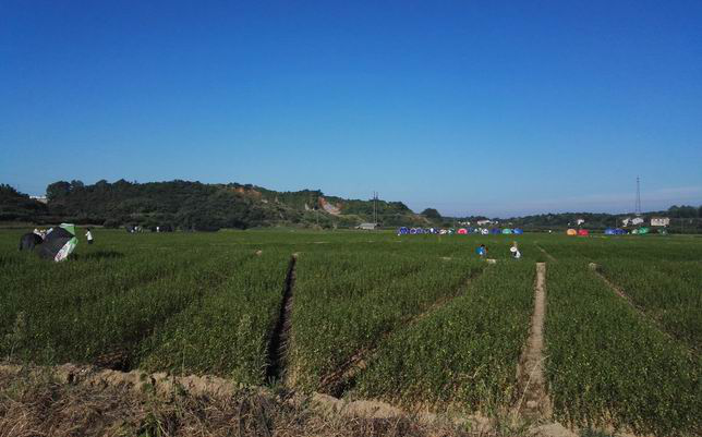 湖南樹人農(nóng)林科技有限公司,湖南柑橘品種銷售,中國果樹網(wǎng),常綠果樹類哪里好