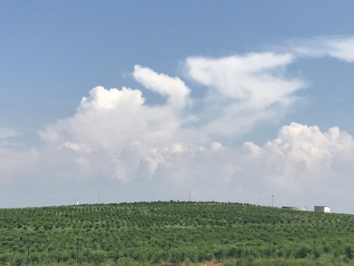 湖南樹人農(nóng)林科技有限公司,湖南柑橘品種銷售,中國果樹網(wǎng),常綠果樹類哪里好