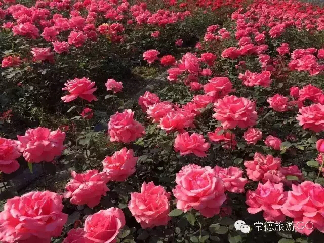 湖南樹人農林科技有限公司,湖南柑橘品種銷售,中國果樹網,常綠果樹類哪里好