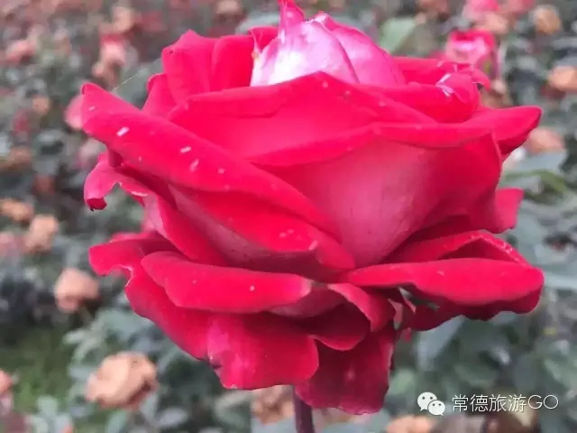 湖南樹人農林科技有限公司,湖南柑橘品種銷售,中國果樹網,常綠果樹類哪里好