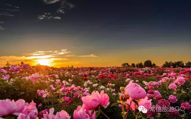 湖南樹人農林科技有限公司,湖南柑橘品種銷售,中國果樹網,常綠果樹類哪里好