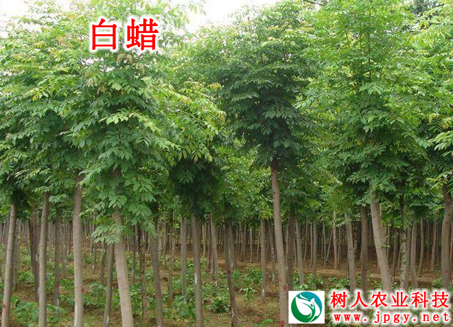 湖南樹(shù)人農(nóng)林科技有限公司,湖南柑橘品種銷(xiāo)售,中國(guó)果樹(shù)網(wǎng),常綠果樹(shù)類(lèi)哪里好