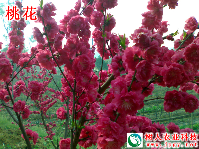 湖南樹人農林科技有限公司,湖南柑橘品種銷售,中國果樹網,常綠果樹類哪里好 湖南樹人農林科技有限公司,湖南柑橘品種銷售,中國果樹網,常綠果樹類哪里好