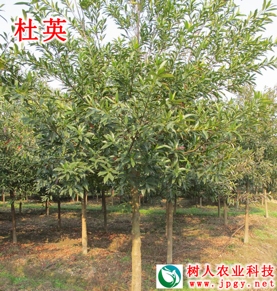 湖南樹人農(nóng)林科技有限公司,湖南柑橘品種銷售,中國(guó)果樹網(wǎng),常綠果樹類哪里好