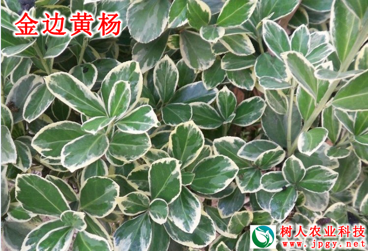 湖南樹(shù)人農(nóng)林科技有限公司,湖南柑橘品種銷(xiāo)售,中國(guó)果樹(shù)網(wǎng),常綠果樹(shù)類(lèi)哪里好