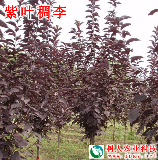 湖南樹人農林科技有限公司,湖南柑橘品種銷售,中國果樹網,常綠果樹類哪里好