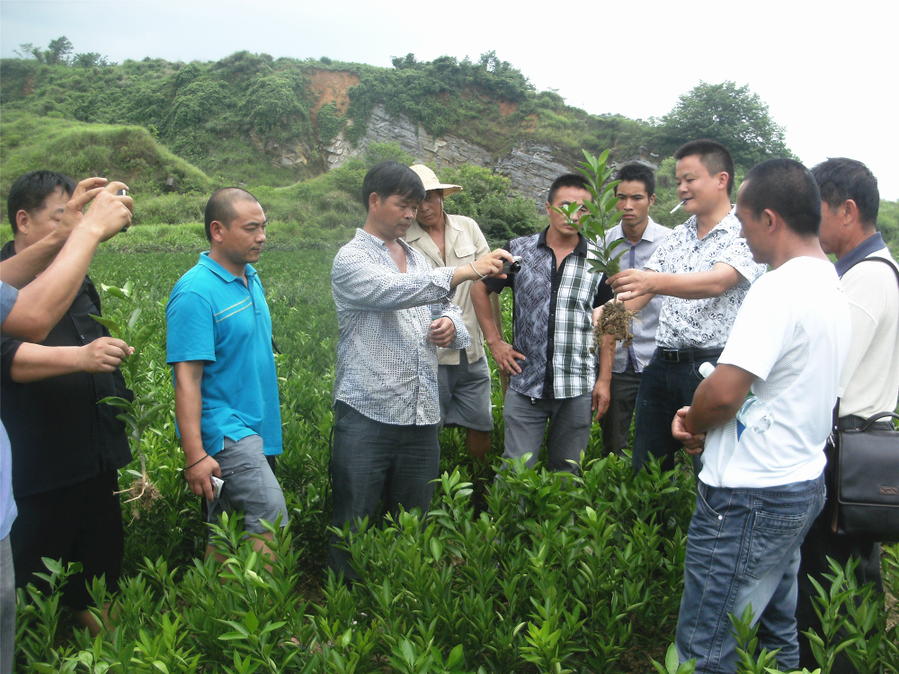 湖南樹人農林科技有限公司,湖南柑橘品種銷售,中國果樹網,常綠果樹類哪里好