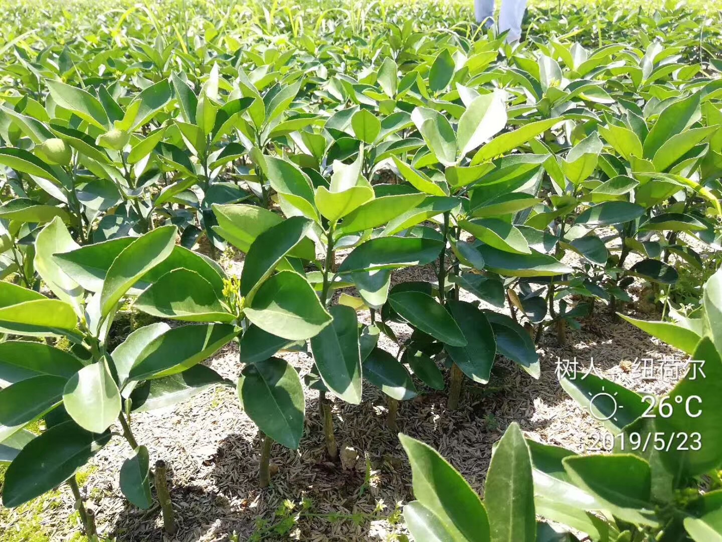 湖南樹人農林科技有限公司,湖南柑橘品種銷售,中國果樹網,常綠果樹類哪里好 湖南樹人農林科技有限公司,湖南柑橘品種銷售,中國果樹網,常綠果樹類哪里好