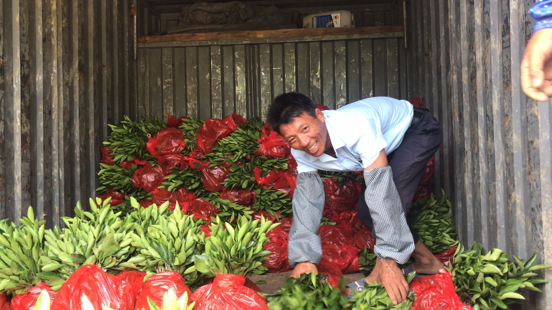 湖南樹人農林科技有限公司,湖南柑橘品種銷售,中國果樹網,常綠果樹類哪里好