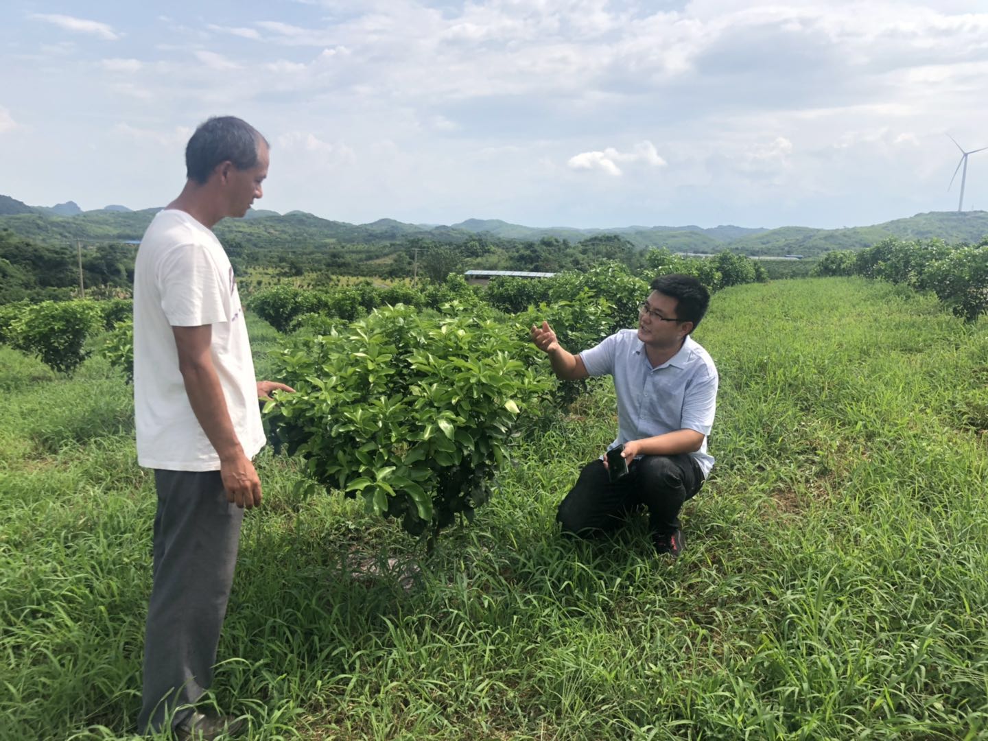 湖南樹人農(nóng)林科技有限公司,湖南柑橘品種銷售,中國果樹網(wǎng),常綠果樹類哪里好
