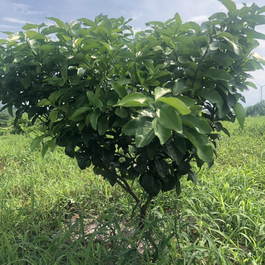 湖南樹人農(nóng)林科技有限公司,湖南柑橘品種銷售,中國果樹網(wǎng),常綠果樹類哪里好 湖南樹人農(nóng)林科技有限公司,湖南柑橘品種銷售,中國果樹網(wǎng),常綠果樹類哪里好