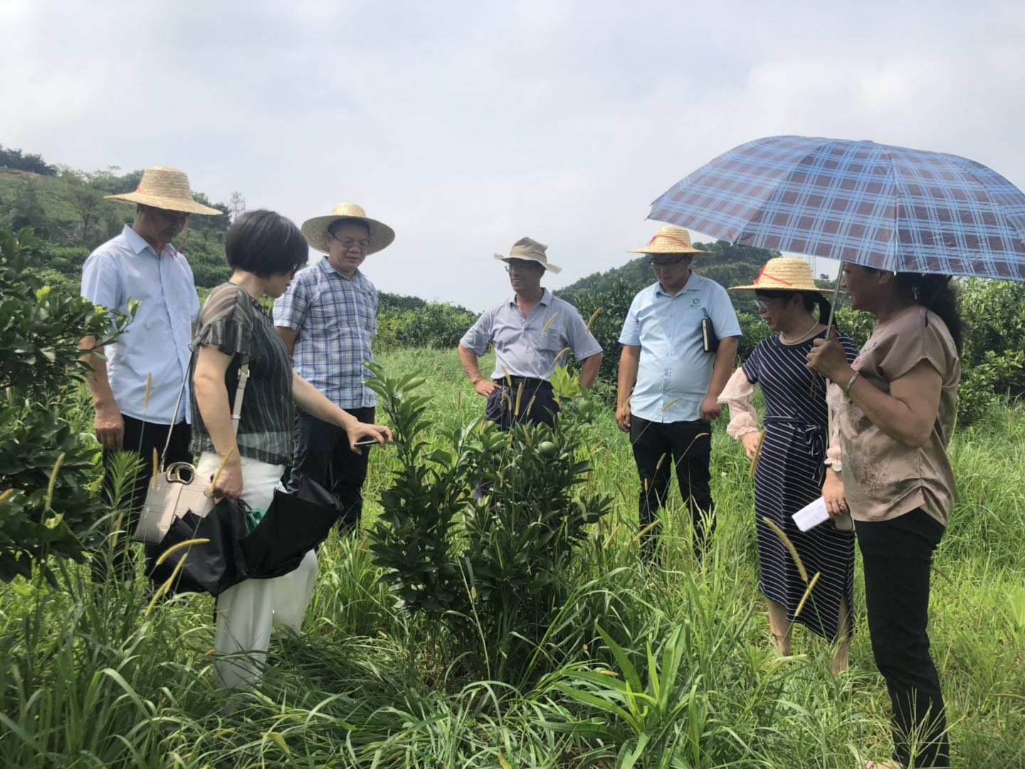 湖南樹人農(nóng)林科技有限公司,湖南柑橘品種銷售,中國果樹網(wǎng),常綠果樹類哪里好 湖南樹人農(nóng)林科技有限公司,湖南柑橘品種銷售,中國果樹網(wǎng),常綠果樹類哪里好