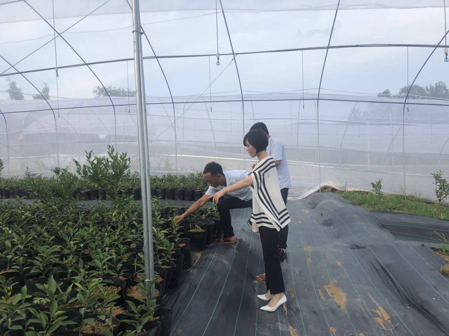 湖南樹人農(nóng)林科技有限公司,湖南柑橘品種銷售,中國果樹網(wǎng),常綠果樹類哪里好 湖南樹人農(nóng)林科技有限公司,湖南柑橘品種銷售,中國果樹網(wǎng),常綠果樹類哪里好