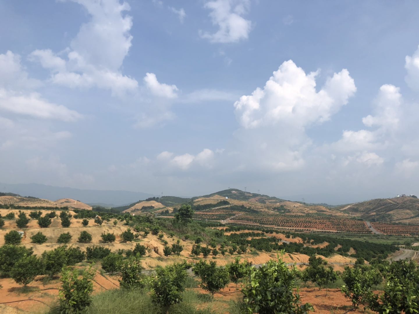 湖南樹人農(nóng)林科技有限公司,湖南柑橘品種銷售,中國果樹網(wǎng),常綠果樹類哪里好 湖南樹人農(nóng)林科技有限公司,湖南柑橘品種銷售,中國果樹網(wǎng),常綠果樹類哪里好