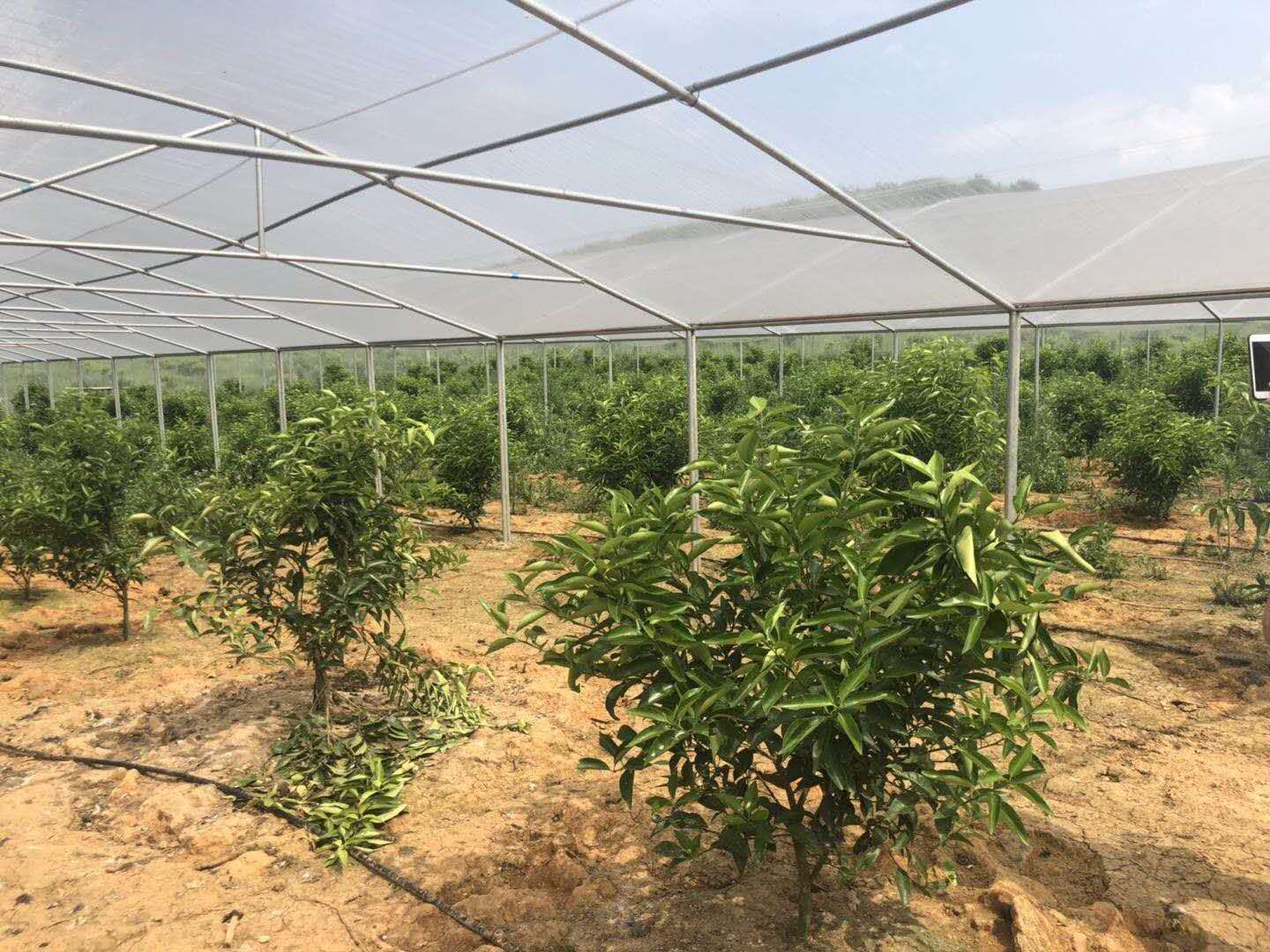 湖南樹(shù)人農(nóng)林科技有限公司,湖南柑橘品種銷(xiāo)售,中國(guó)果樹(shù)網(wǎng),常綠果樹(shù)類(lèi)哪里好