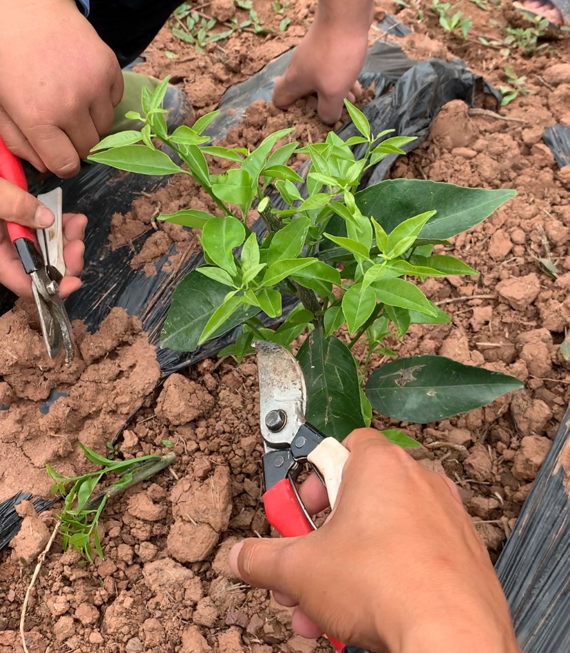 湖南樹(shù)人農(nóng)林科技有限公司,湖南柑橘品種銷(xiāo)售,中國(guó)果樹(shù)網(wǎng),常綠果樹(shù)類(lèi)哪里好