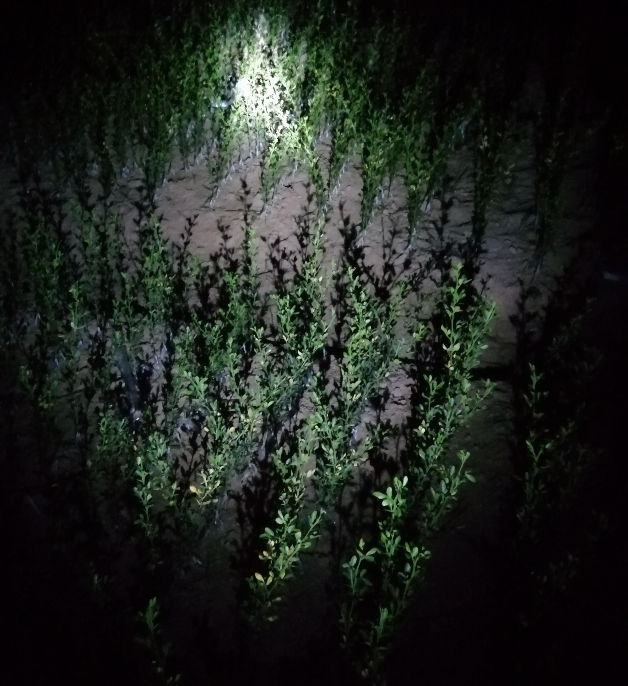 湖南樹人農林科技有限公司,湖南柑橘品種銷售,中國果樹網,常綠果樹類哪里好