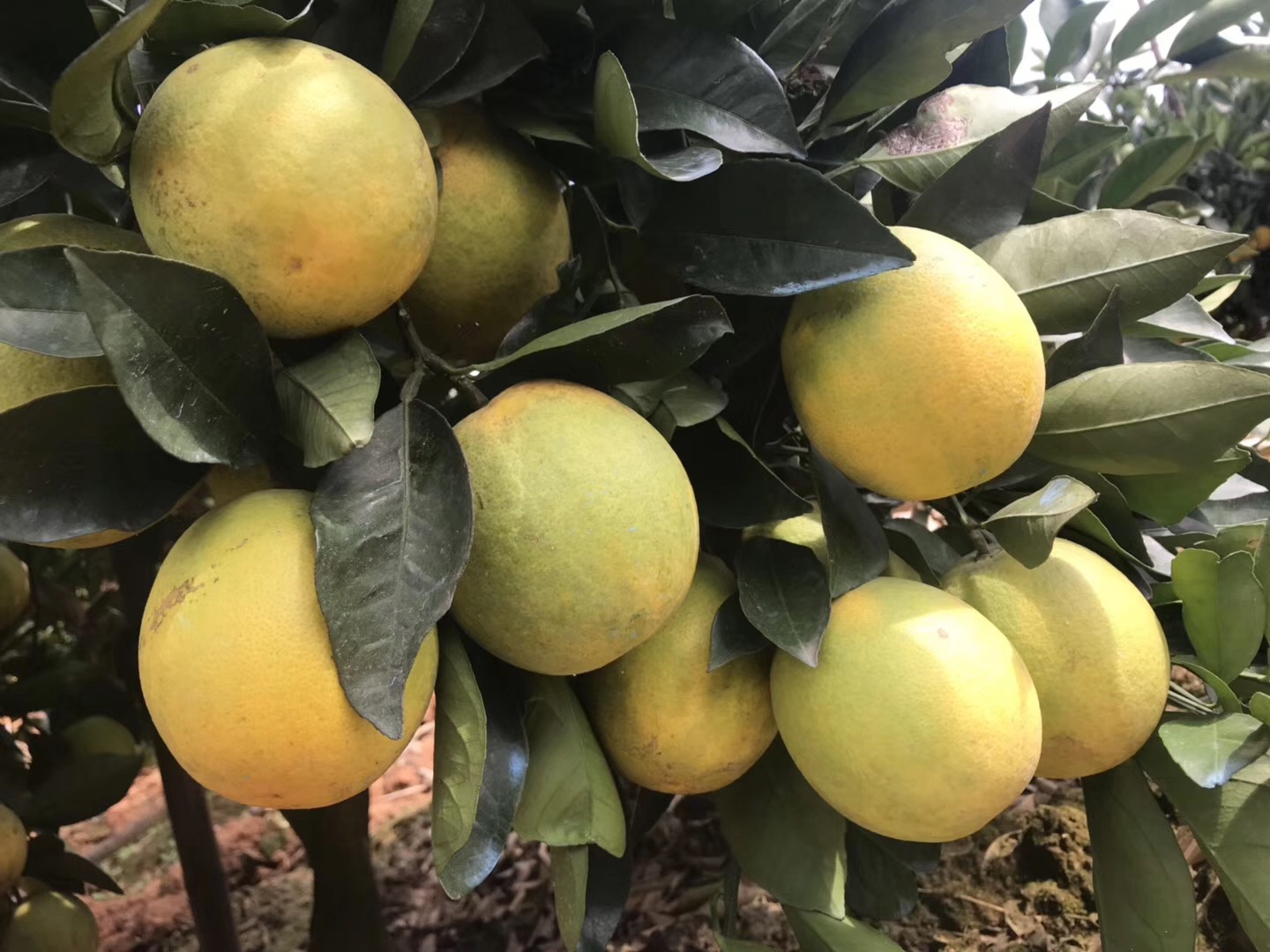 湖南樹(shù)人農(nóng)林科技有限公司,湖南柑橘品種銷售,中國(guó)果樹(shù)網(wǎng),常綠果樹(shù)類哪里好 湖南樹(shù)人農(nóng)林科技有限公司,湖南柑橘品種銷售,中國(guó)果樹(shù)網(wǎng),常綠果樹(shù)類哪里好