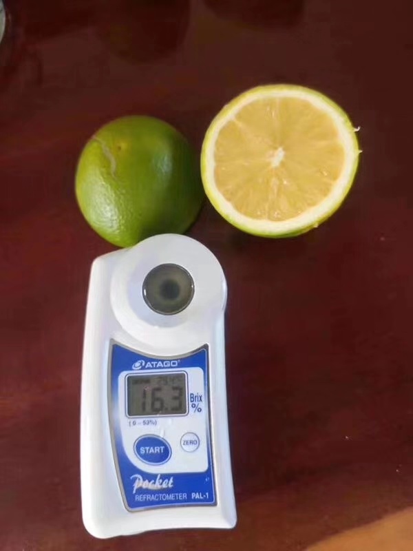 湖南樹(shù)人農(nóng)林科技有限公司,湖南柑橘品種銷售,中國(guó)果樹(shù)網(wǎng),常綠果樹(shù)類哪里好